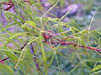 Acer palmatum cv Koto no ito (fam Aceracees) (Photo F. Mrugala) (5)